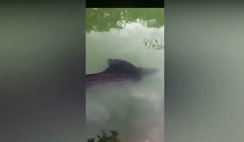 Heboh, Bayangan Ikan Raksasa Muncul di Danau Ranu Pakis Lumajang