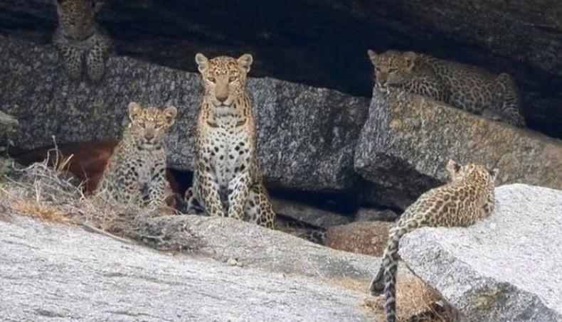 Jangan Heran, Puluhan Macan Tutul Hidup Berdampingan dengan Manusia di Kota Ini!