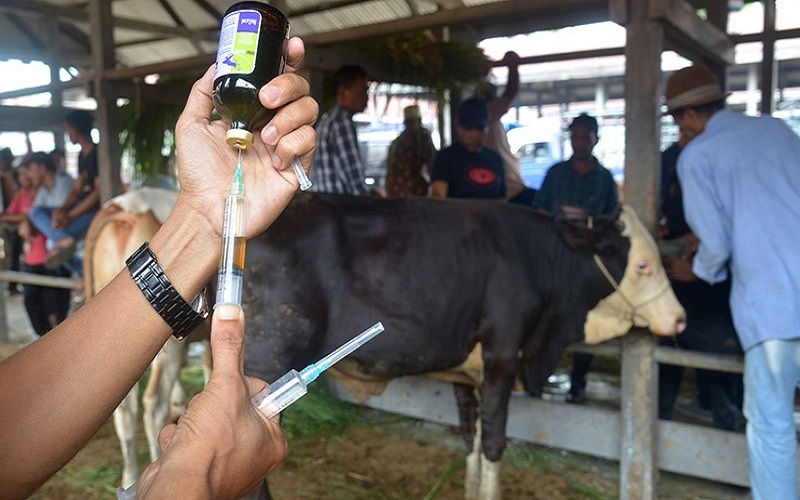  Cek Kasus Ternak Diduga Terpapar PMK, Aceh Barat Kirim Sampel ke Sumut