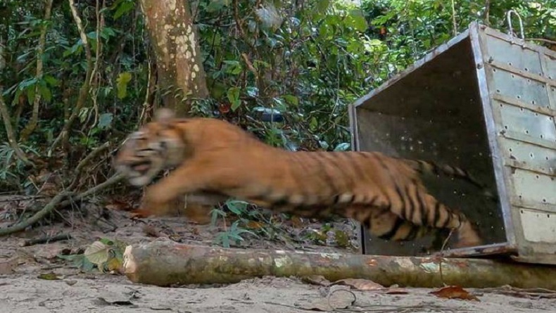 Lampung Utara Geger, 2 Harimau Masuk Kebun Singkong Warga