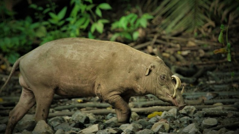 Babirusa Jadi Tema Hari Keanekaragaman Hayati di Gorontalo