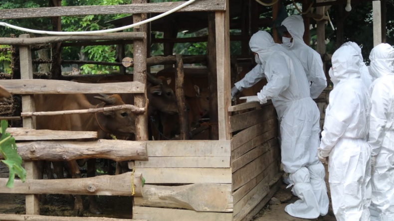 MUI Akan Putuskan Fatwa Hewan Kurban Terpapar Virus PMK