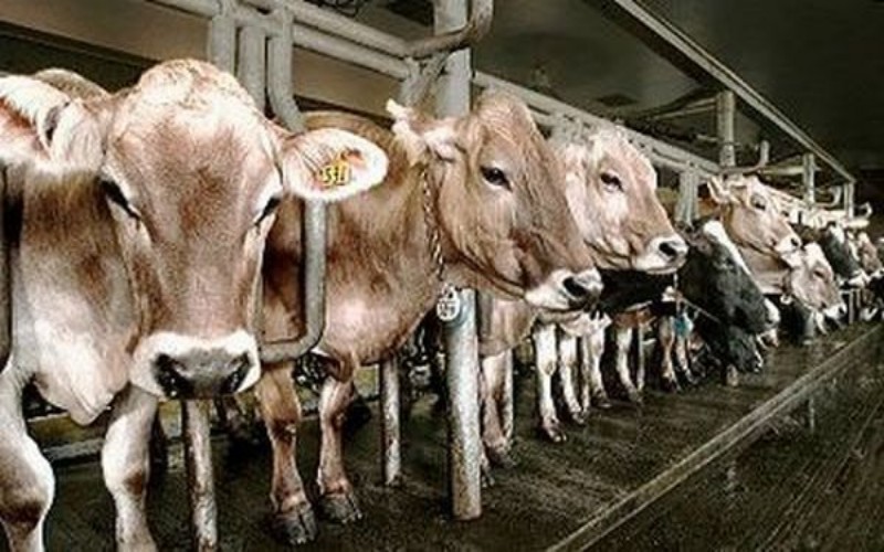 Hindari PMK, Begini Cara Pilih Hewan Kurban Menurut Kemenag