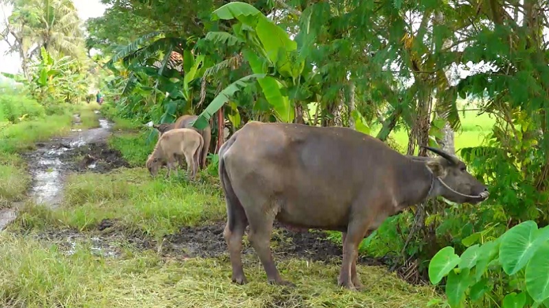 Peternak Lumajang Tinggalkan Puluhan Kerbau di Sawah karena Terjangkit PMK  