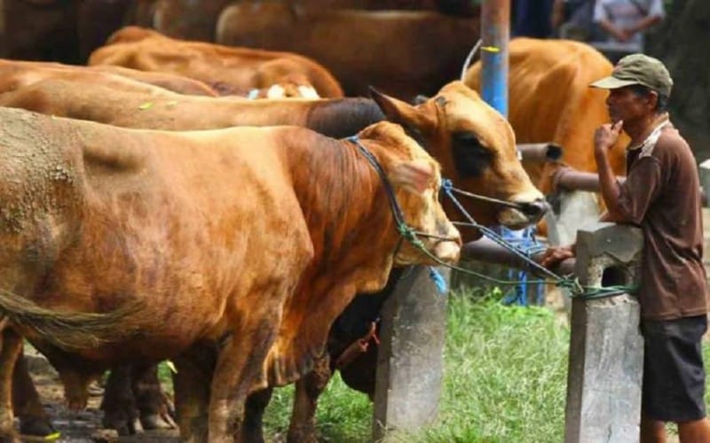 Sumsel Butuh 8.000 Sapi untuk Idul Adha, Pemprov: Dijamin Aman 