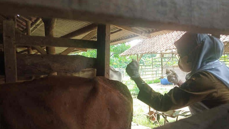 Cegah Penularan PMK, Kota Cirebon Tolak Hewan Ternak dari Jatim