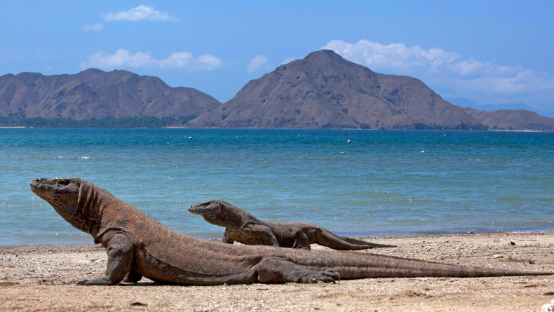 7 Negara yang Menjadi Habitat bagi Banyak Hewan Mematikan, Indonesia Termasuk?