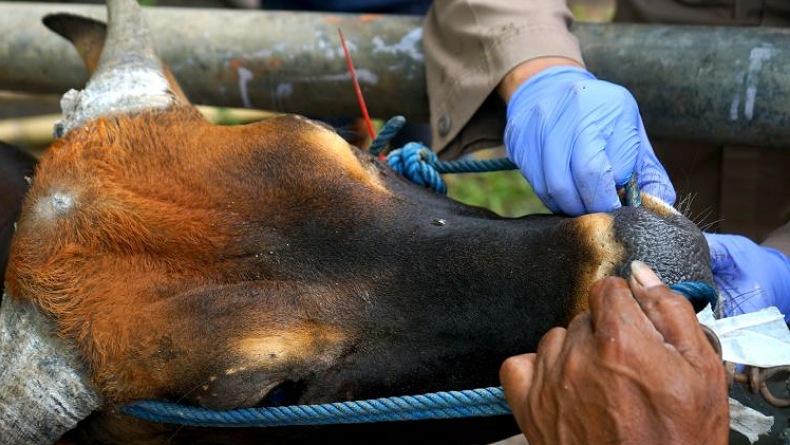 10 Sapi Kurban di Kota Bandung Terindikasi Idap PMK, Dipasok dari Luar Kota