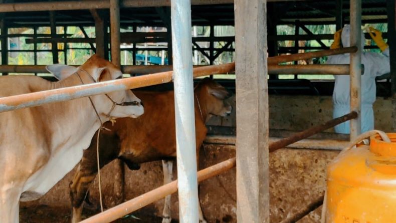 Ada Sapi Terjangkit PMK, Pemkab Bogor Lockdown Pasar Hewan Jonggol