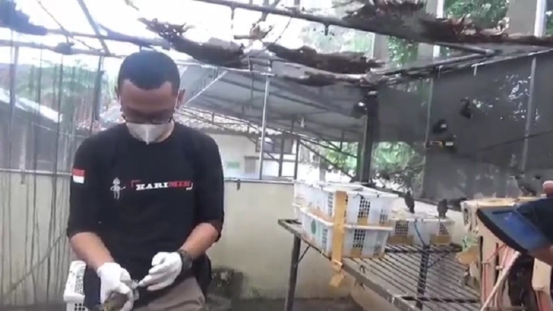 Polisi Gagalkan Penyelundupan 643 Burung dari Sumsel, Akan Dibawa ke Cikupa Tangerang