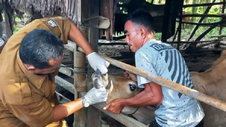 Cegah Penyebaran PMK, Pengiriman Sapi ke Mentawai Akan Dihentikan