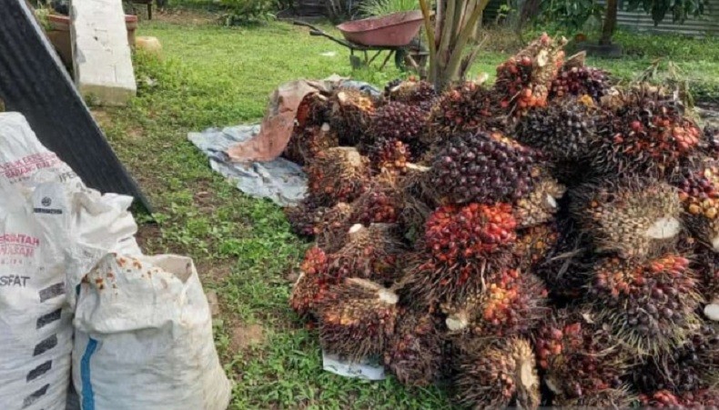Harga CPO Dunia Terus Berubah, Pemprov Kaltim Ambil Langkah Baru untuk TBS Sawit   