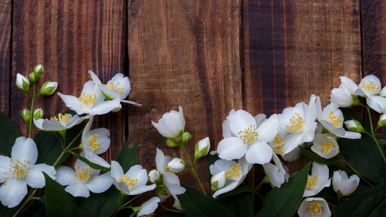 3 Bunga Nasional Indonesia serta Maknanya, Sudah Tahu Belum?