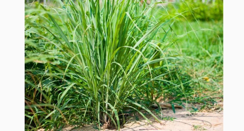 Terungkap, Ini 5 Tanaman yang Dimanfaatkan untuk Bahan Penyedap Masakan, Dijamin Bikin Nagih