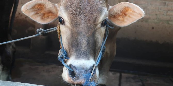 Awasi PMK, Pemkot Bogor Cegat Mobil Angkut Sapi di 5 Titik