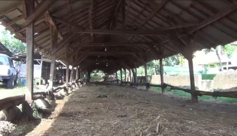  Terdampak Wabah Penyakit Mulut dan Kuku, Hotel Sapi di Batang Gulung Tikar