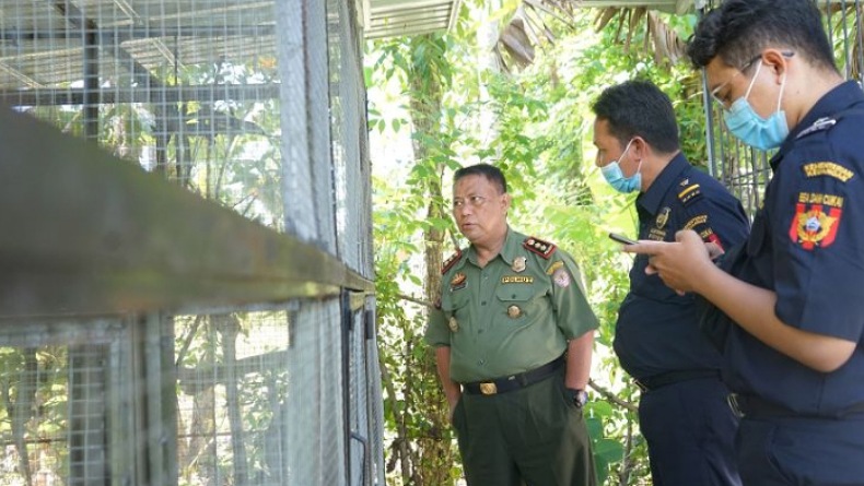 Tak Miliki Dokumen Resmi, Puluhan Satwa Dilindungi Diamankan BKSDA Gorontalo 