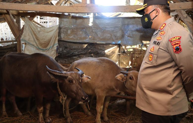 Puluhan Sapi dan Kerbau di Demak Terjangkit PMK, Polisi Perketat Arus Lalu Lintas Hewan