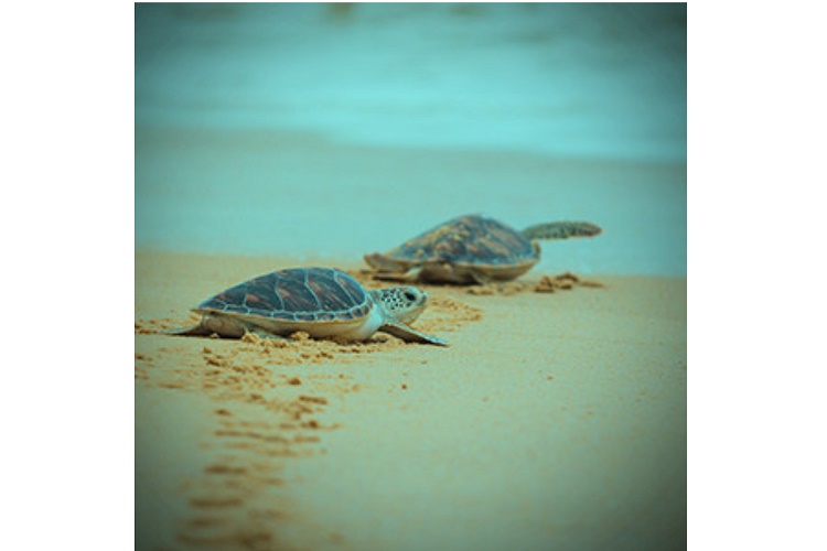 Adopsi Tukik untuk Ekosistem Alam Berkelanjutan