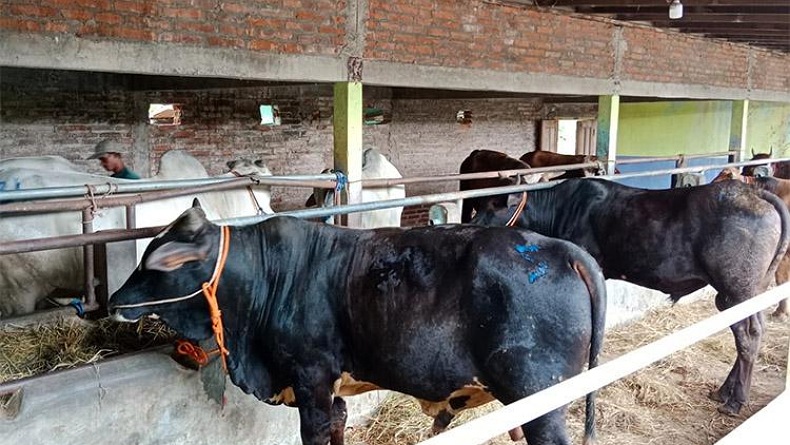 Tekan Penyebaran PMK, Pemerintah Pastikan Hewan Ternak yang Beredar dari Zona Hijau