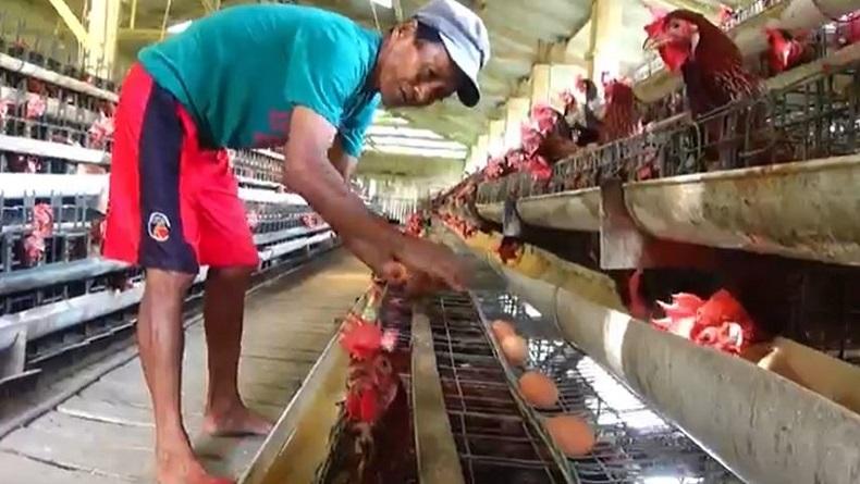 Peternak Ayam di Banjarnegara Keluhkan Harga Konsentrat dan Pakan Terus Naik