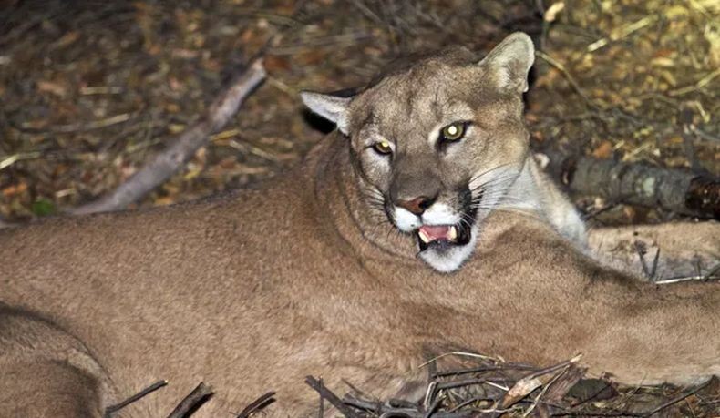 Ngeri, Singa Masuk Sekolah lalu Duduk di Kolong Meja Sebelum Jam Pelajaran