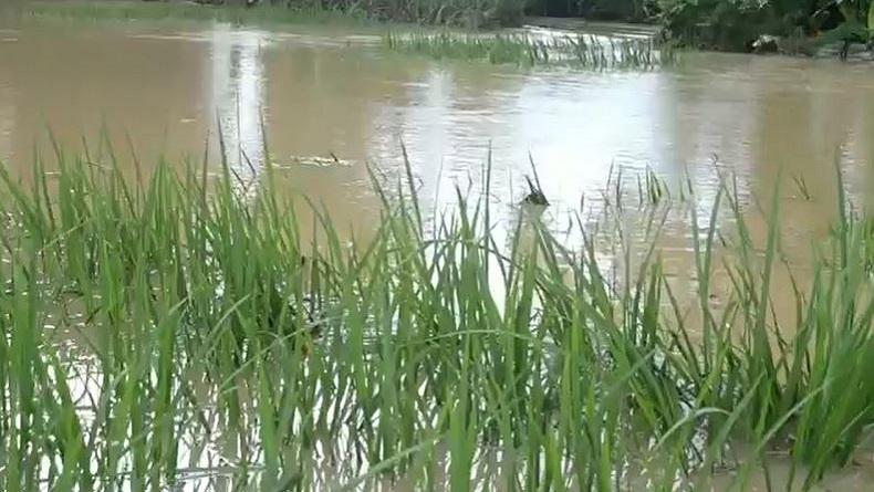 Terendam Banjir, Ratusan Hektare Tanaman Padi di Purworejo Terancam Puso