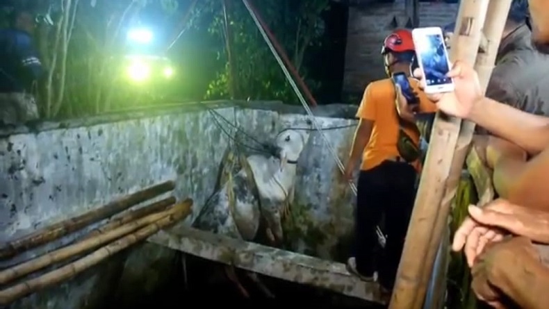 Ngamuk saat Hendak Dijual, Sapi Masuk Kolam Sedalam 4 Meter di Paliyan Gunungkidul