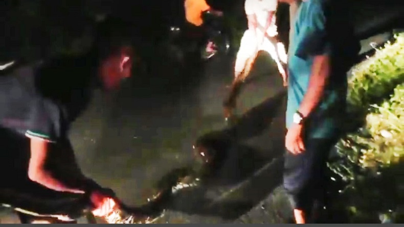 Heboh, Warga Singkil Utara Aceh Tangkap Ular Piton 7 Meter Pemangsa Ternak