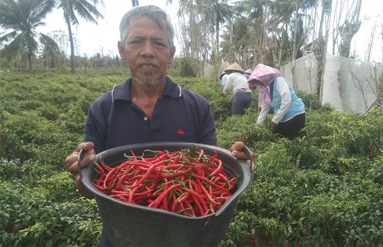 Harga Cabai Merah Melambung, Petani Pesisir Kulonprogo Untung Besar