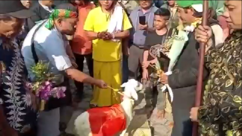 Heboh Pria di Gresik Menikah dengan Seekor Kambing, Ini Faktanya