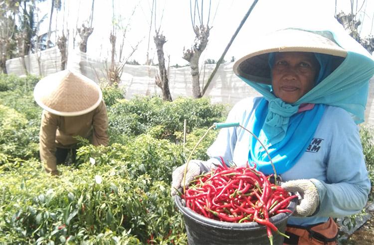 Harga Cabai Masih Mahal, Ini Masalah Utamanya