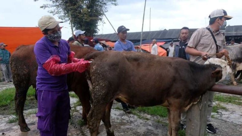 Kasus PMK Merebak, Pasar Hewan di Temanggung Ditutup 14 Hari
