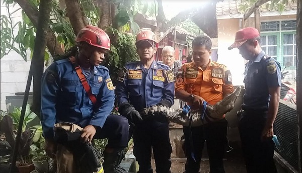 Jadi Agresif, Damkar Evakuasi Buaya 1,5 Meter Peliharaan Warga di Bogor