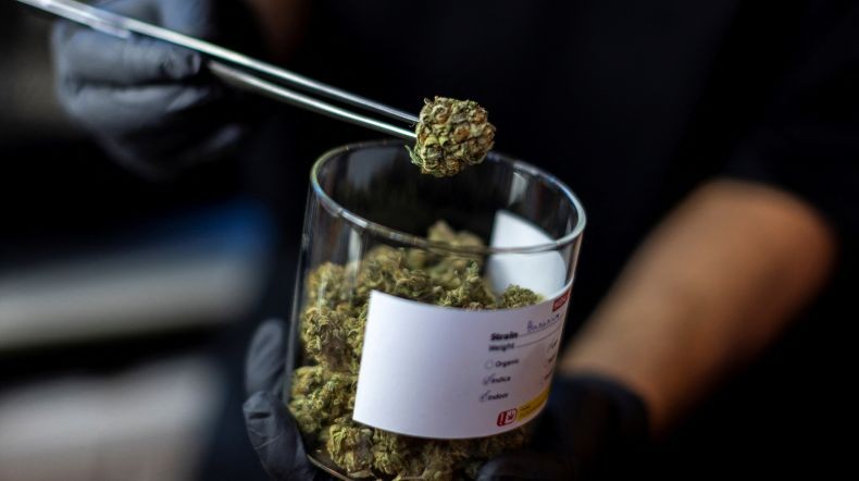 Thailand Legalkan Ganja Mulai Hari Ini, Pemerintah Akan Bagikan 1 Juta Pohon ke Masyarakat