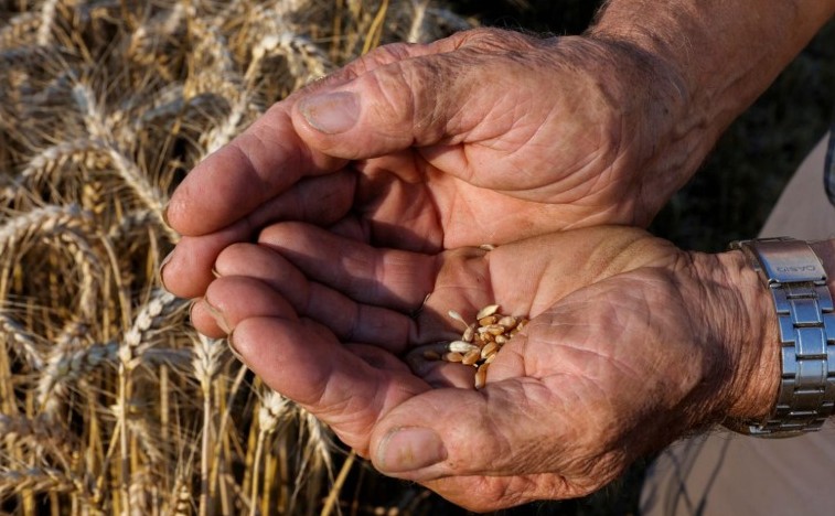 Ini Langkah Badan Pangan Nasional untuk Antisipasi Krisis Pangan