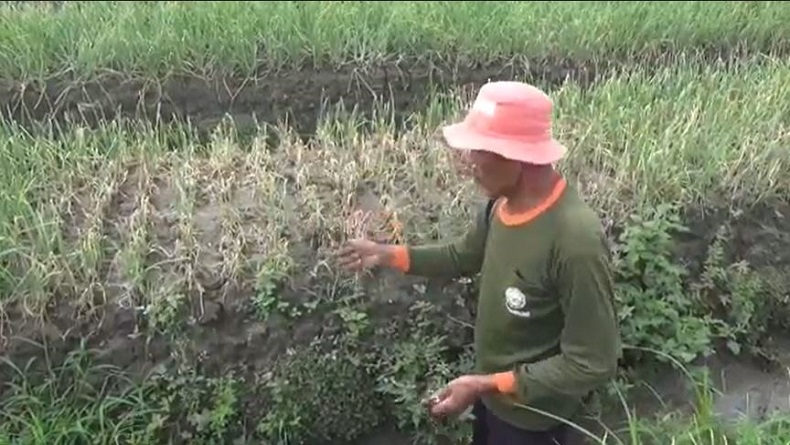 Dampak Cuaca Buruk, Ratusan Hektare Tanaman Bawang Merah di Brebes Gagal Panen