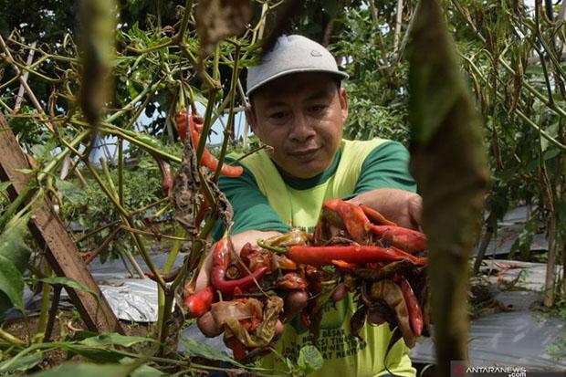  Petani Cabai di Sleman Meradang, Tanaman Diserang Hama Pathek saat Harga Bagus