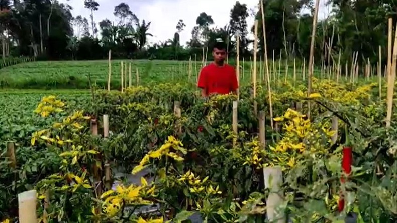 Harga Cabai Mahal, Tanaman Petani di Pemalang Jadi Sasaran Pencurian