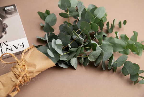 Mengenal Eucalyptus, Aroma Daun yang Tercium dari Jasad Eril