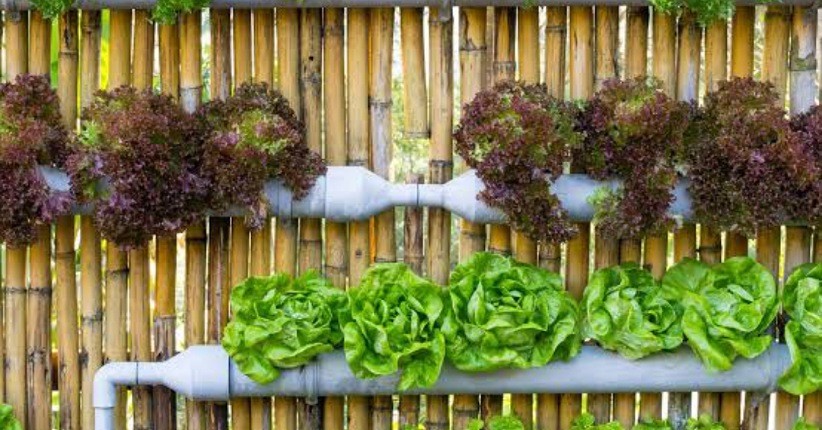 Cara Membuat Tanaman Hidroponik untuk Percantik Rumah, Ada Paprika dan Bayam Merah 