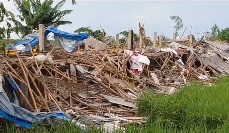 Kandang di Lamongan Ambruk Diterjang Puting Beliung, 500 Ekor Ayam Mati 