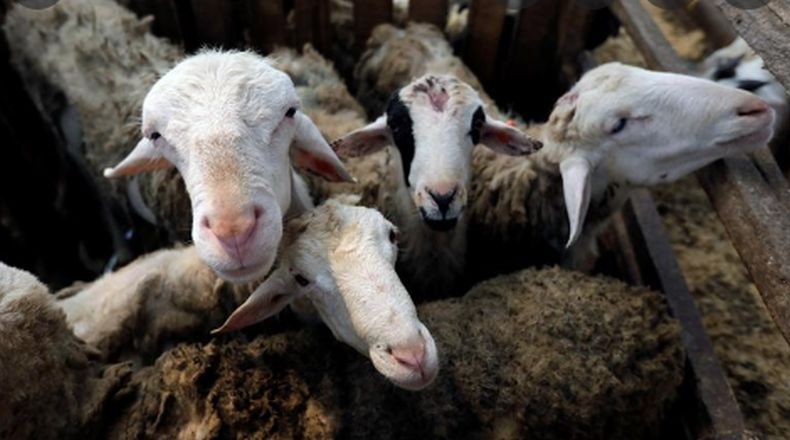 Duh, Belasan Ribu Domba Mati di Laut Merah gegara Kapal Tenggelam 