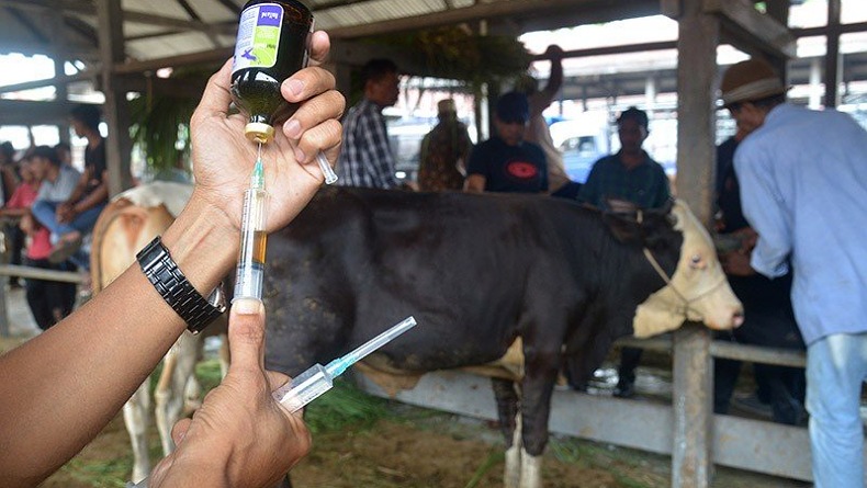 3 Juta Dosis Vaksin PMK Sudah Tiba, Kementan Akan Suntik Hewan Ternak