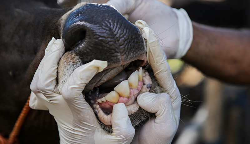 RI Darurat PMK, BNPB: Ada 233.370 Hewan Terpapar di 22 Provinsi