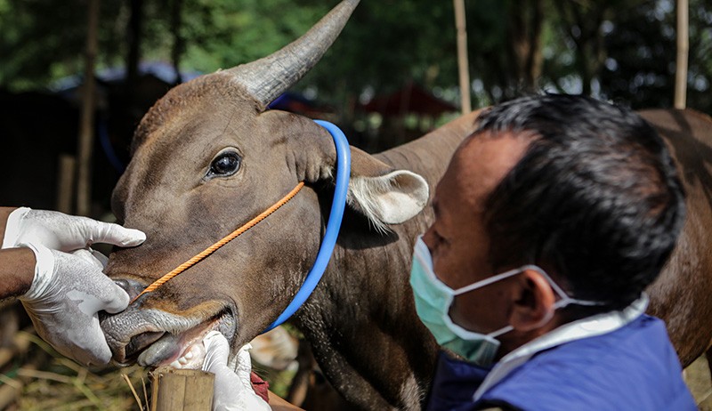 Kementan Siapkan Alur Lalu Lintas Keluar Masuk Hewan Ternak untuk Tekan Wabah PMK
