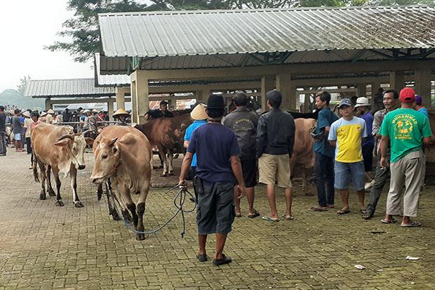  Isu PMK Melandai, Harga Sapi di Gunungkidul Melonjak Jelang Idul Adha