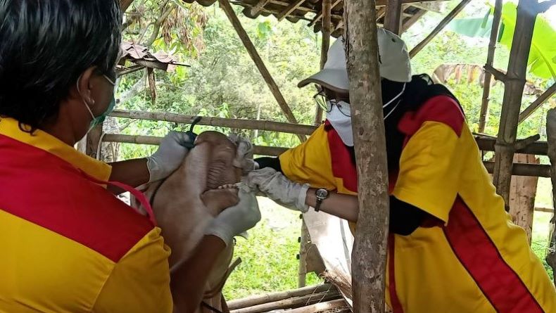 6 Ekor Sapi di Solo Terdeteksi Positif Terpapar PMK