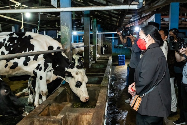 Jelang Idul Adha, Puan Pantau Vaksinasi Sapi di Pasuruan untuk Cegah PMK