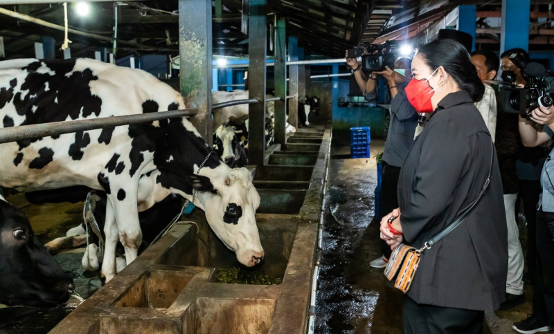 Cegah Penyebaran PMK, Puan Maharani Pantau Vaksinasi Sapi di Pasuruan